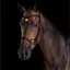 Collegiate ComFiTec Training Bridle - Brown