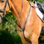 Collegiate ComFiTec Opulux 3-Point Padded Raised Breastplate - Black