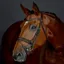 Collegiate ComFiTec Opulux Padded Hanoverian Flash Bridle - Brown