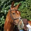 Collegiate ComFiTec Grackle Bridle - Brown