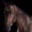 Collegiate ComFiTec Crystal Bridle - Black