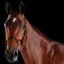 Collegiate ComFiTec Crystal Bridle - Brown