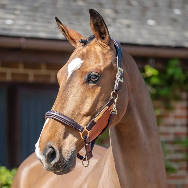 Henry James Comfort 3D Air Halter - Havana Brown