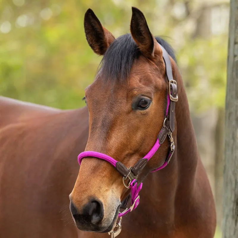 Covalliero Cordano Lux Halter - Light Berry-1