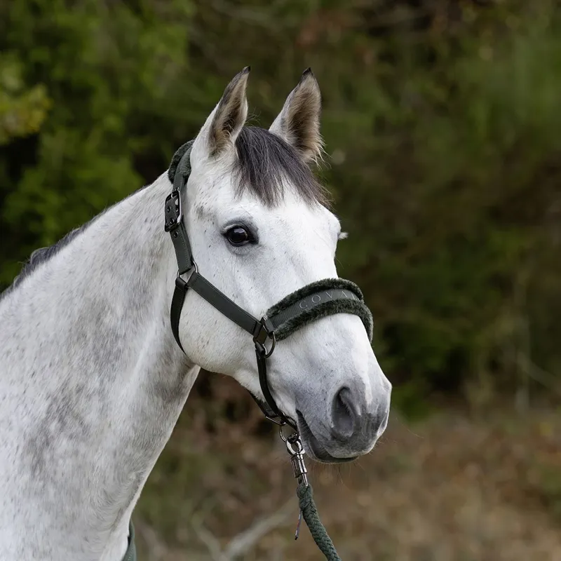 Covalliero Padded Halter - Opal Green-7