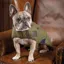 Digby and Fox Tweed Dog Coat - Red/Yellow/Blue Check