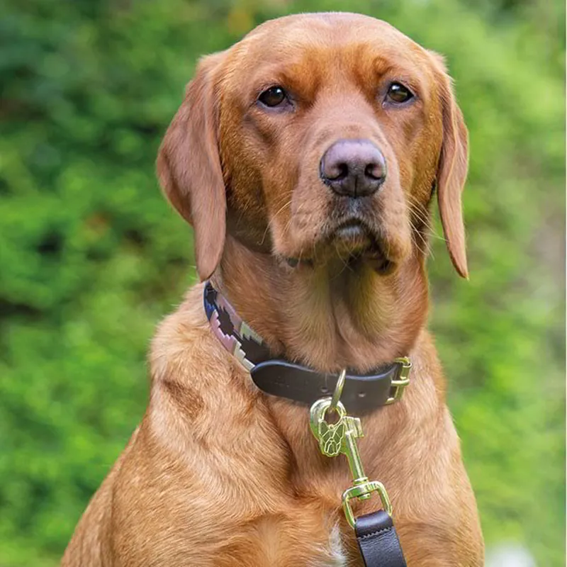 Digby and Fox Drover Polo Dog Collar - Pink/Natural/Navy-1