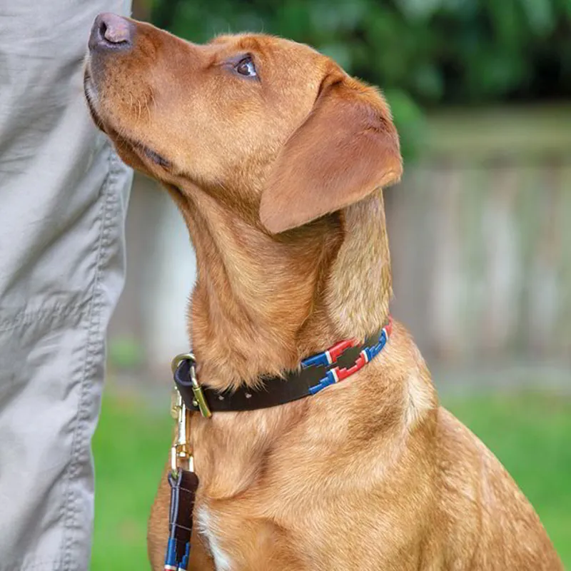 Digby and Fox Drover Polo Dog Collar - Red/Navy-1