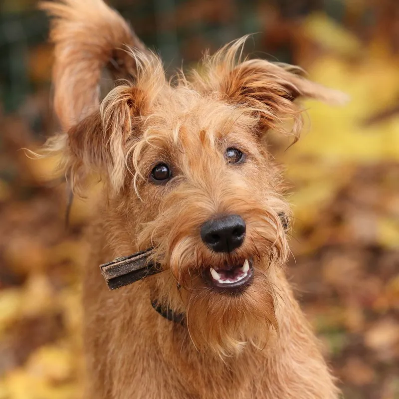 Digby and Fox Buffalo Tripe for Dogs-3