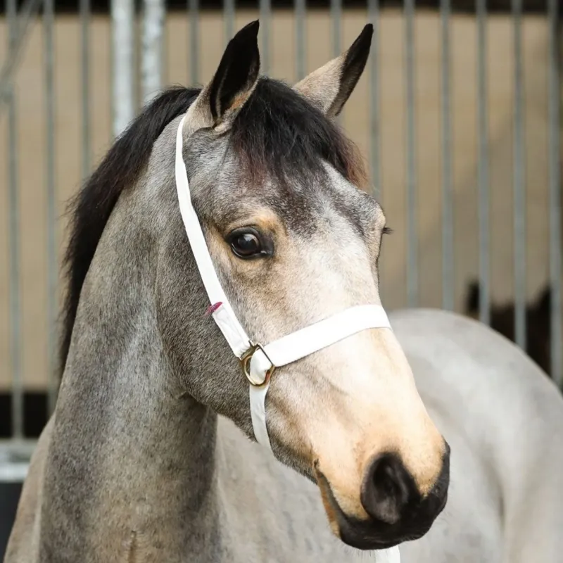 Equi-Sential Adjustable Show Halter