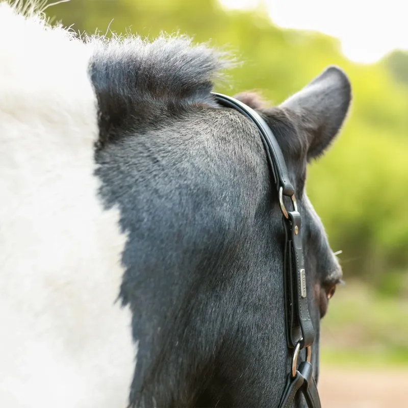 Equilibrium Stellar All-Weather Safety Halter:Black-7