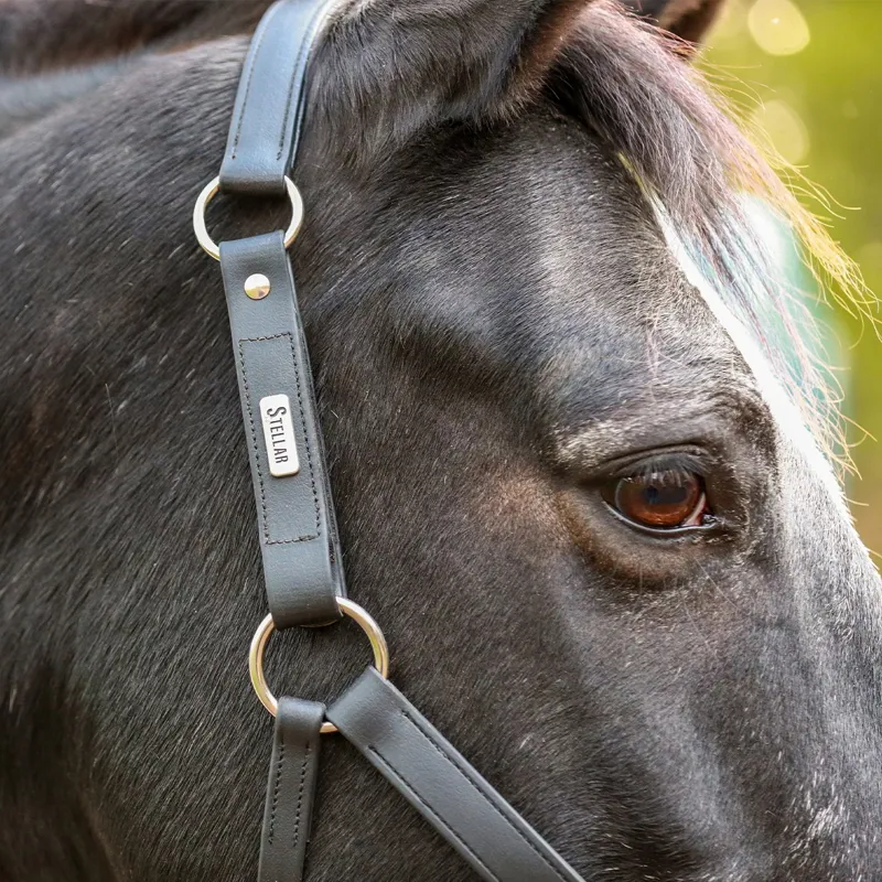 Equilibrium Stellar All-Weather Safety Halter:Black-5