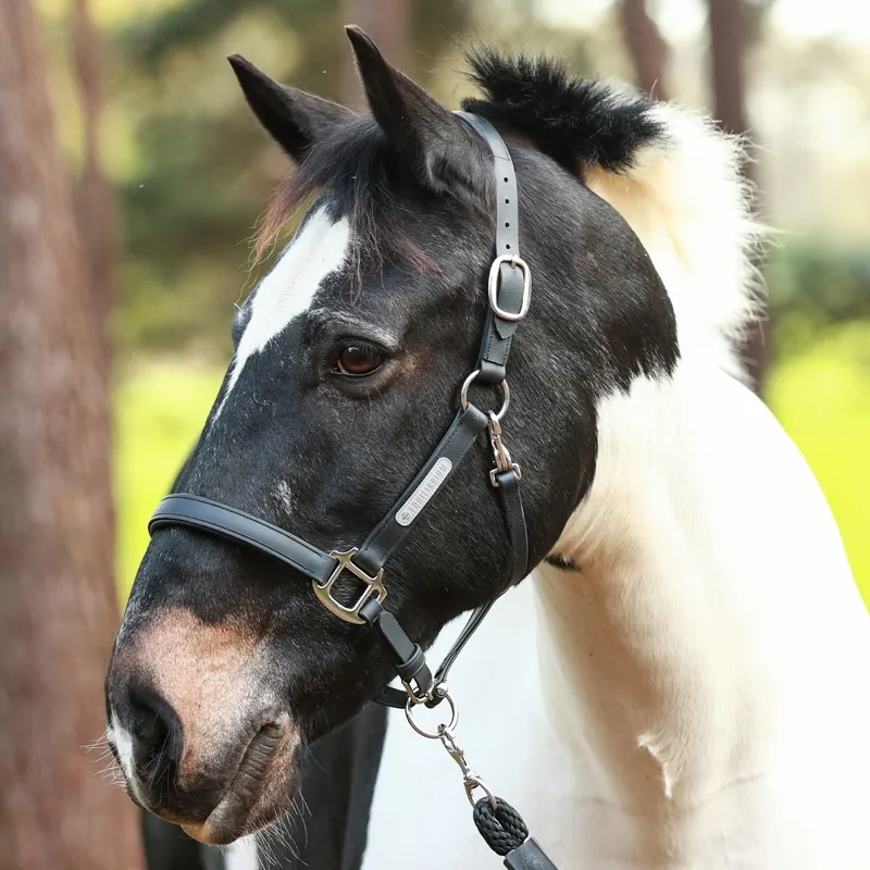 Equilibrium Stellar All-Weather Safety Halter:Black-4