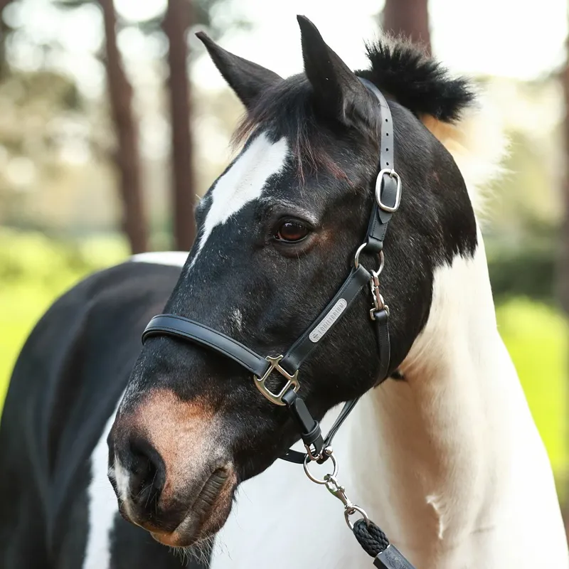 Equilibrium Stellar All-Weather Safety Halter:Black-2