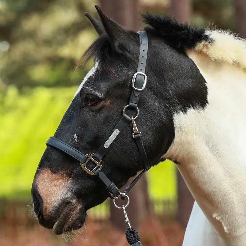 Equilibrium Stellar All-Weather Safety Halter:Black