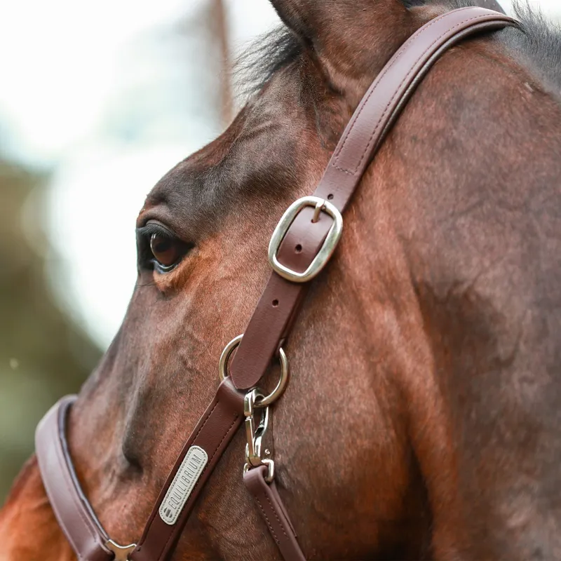 Equilibrium Stellar All Weather Safety Halter - Brown-9