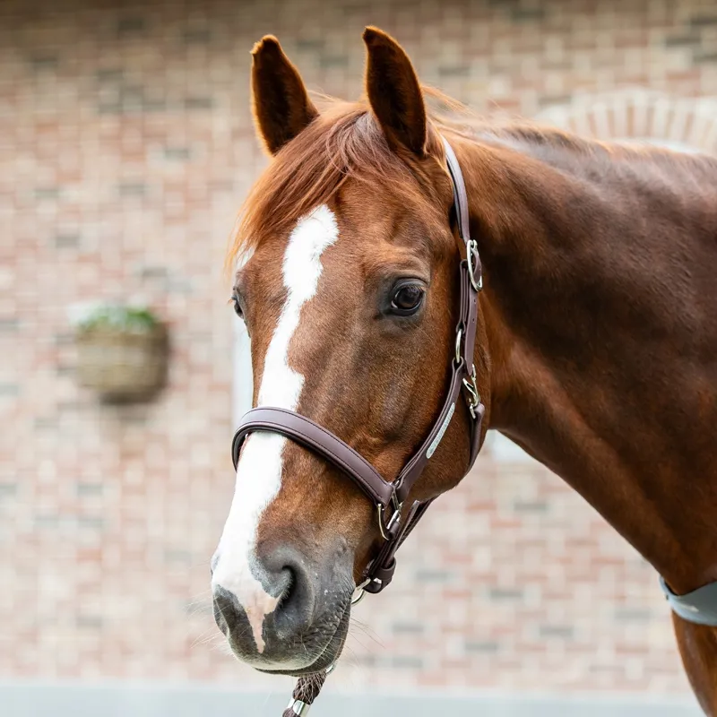 Equilibrium Stellar All Weather Safety Halter - Brown-2