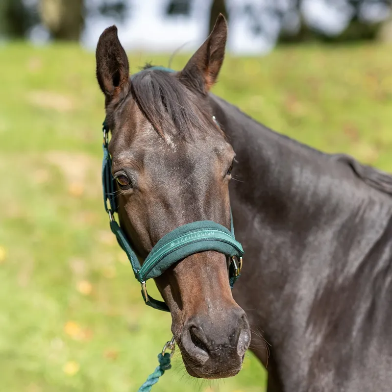 Equilibrium Stellar Style Safety Halter - Green-3