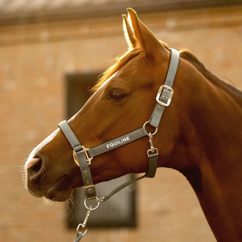 Equiline Eqcalong Halter and Lead Rope Set - Forest Green-1