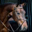 Equiline Anatomical NB0457 Grackle Bridle - Black