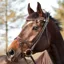 Finesse Zorro Flash Bridle - Brown/Gold