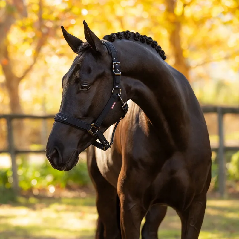 LeMieux Essence Softshell Halter - Black-3