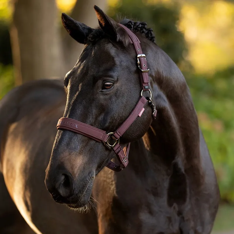 LeMieux Essence Softshell Halter - Damson-2