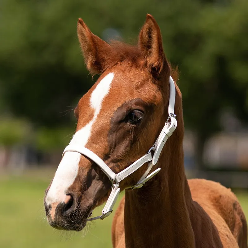 QHP Chico Leather Foal Halter - White-1