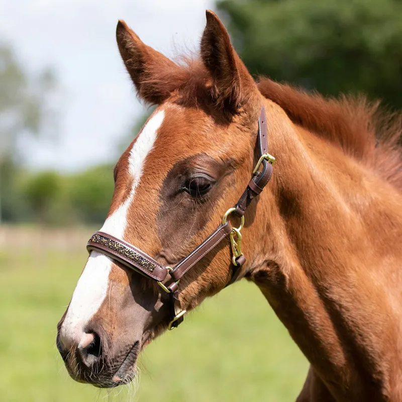 QHP Lupine Leather Foal Halter - Brown/Beige-1