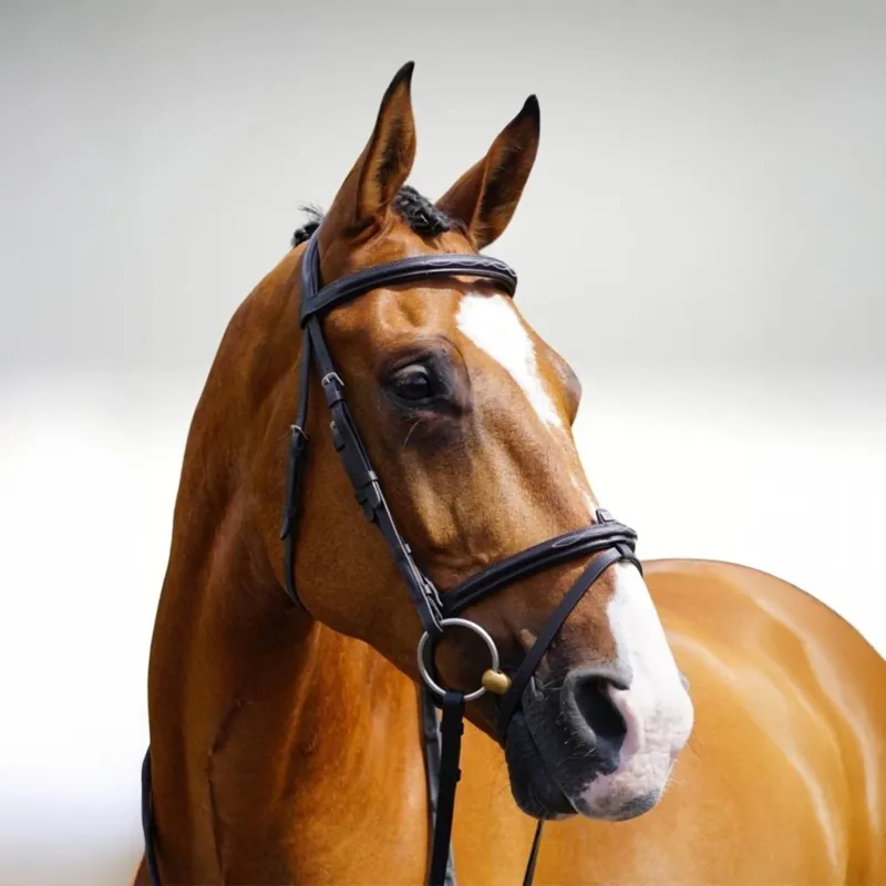 GFS Transition Combi Flash Bridle - Brown