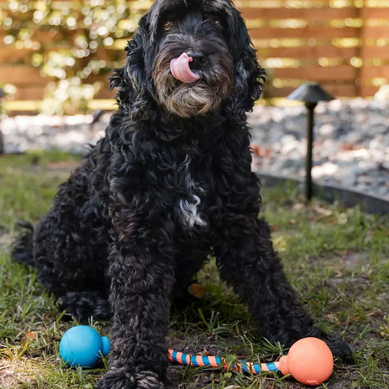GURU Squeaky Rope Dog Toy-8