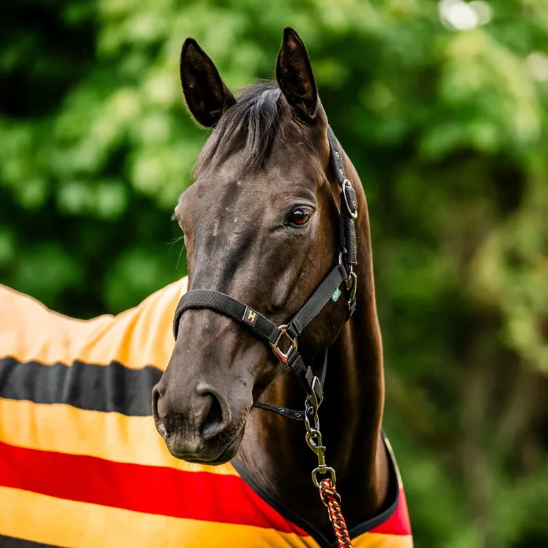 Horseware Newmarket Halter and Lead Rope - Witney Gold-5
