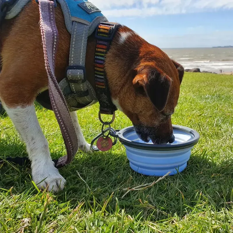 Henry Wag Pet Travel Bowl - Blue-1