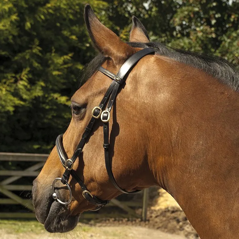 Rhinegold Heritage Leather In-hand Bridle - Havana-1
