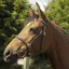 Rhinegold Heritage Leather In-hand Bridle - Black