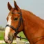 Heritage Hunter Bridle with Wide Noseband and Reins - Black