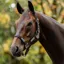 Horseware Field Safe Halter - Black/Reflective/Black