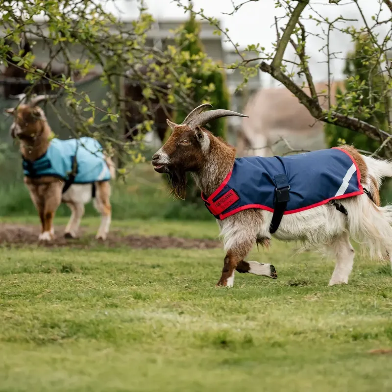 Horseware 0g Waterproof Goat Coat - Navy/Red-10
