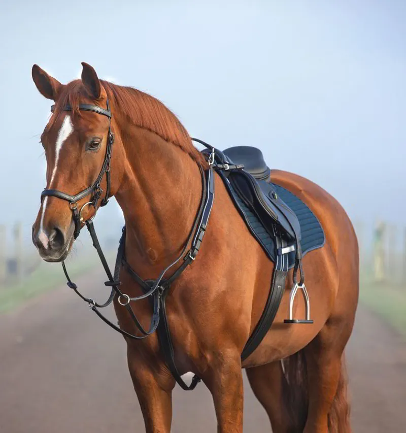 Horseware Micklem Breastplate with Martingale - Black-1