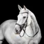 Horseware Micklem Competition Bridle - Black