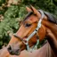 Horseware Signature Competition Halter - Brown/Blue Haze
