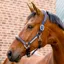Horseware Signature Competition Halter - Brown/Navy