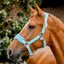 Horseware Signature Grooming Halter - Blue Haze