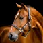 Horseware Signature Leather Halter - Brown