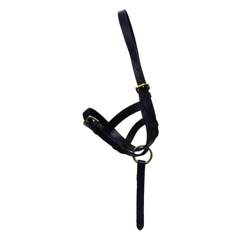 Hy Leather Foal Halter - Black