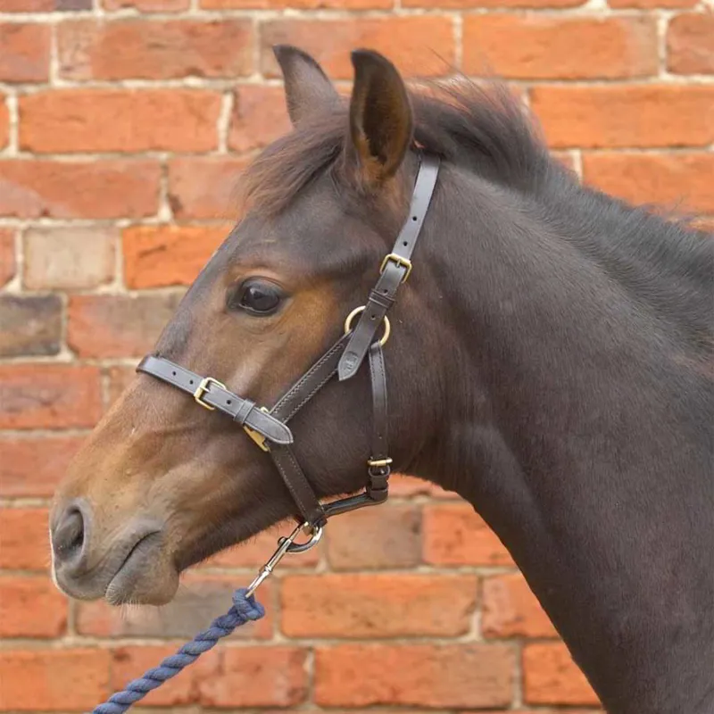 Hy Equestrian Leather Foal Halter - Brown-1