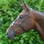 Hy Figure 8 Noseband - Black