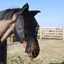 Kentucky Classic Fly Mask with Ears and Nose Tassels - Black