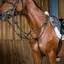Dy'on Working Collection Running Martingale - Black