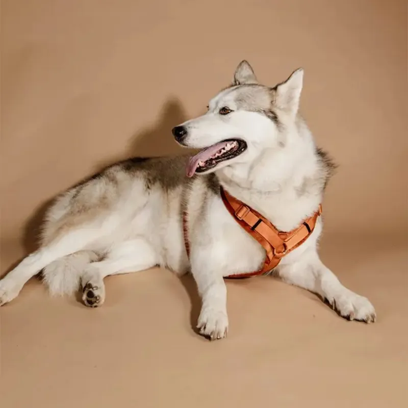 Kentucky Velvet Active Dog Harness - Orange-3